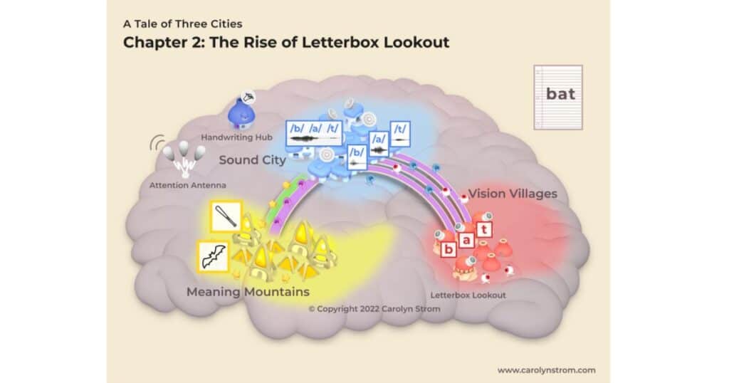 Diagram of a brain by Carolyn Strom to show the neural circuitry involved in orthographic mapping.